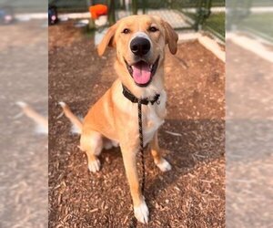 Golden Shepherd Dogs for adoption in Waterford, VA, USA