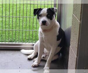 American Pit Bull Terrier-Unknown Mix Dogs for adoption in Orange, CA, USA