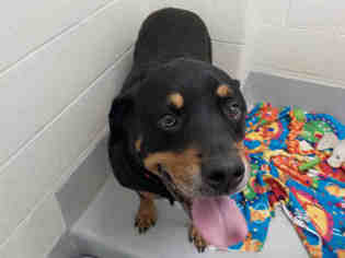 Rottweiler-Unknown Mix Dogs for adoption in Maumee, OH, USA