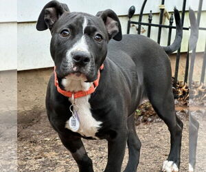 American Pit Bull Terrier-American Staffordshire Terrier Mix Dogs for adoption in Bristol, CT, USA