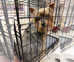 Mutt Dogs for adoption in Holly Springs, NC, USA