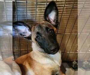 Mutt Dogs for adoption in Lafayette, CA, USA