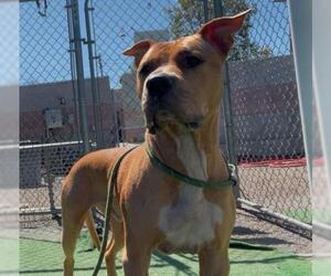 Bullmastiff Dogs for adoption in Redlands, CA, USA