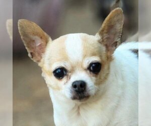 Chihuahua Dogs for adoption in Mount Shasta, CA, USA