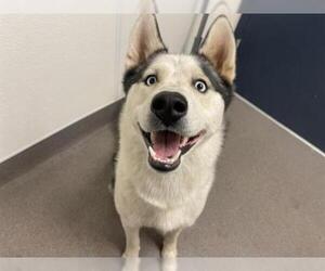 Siberian Husky Dogs for adoption in HESPERIA, CA, USA