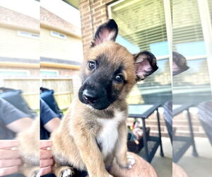 German Shepherd Dog-Unknown Mix Dogs for adoption in The Woodlands, TX, USA