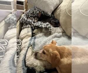 Chihuahua Dogs for adoption in Tempe , AZ, USA