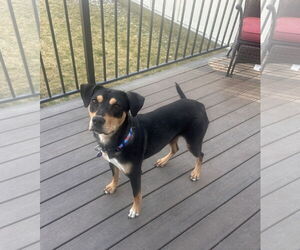 Rottweiler-American Pit Bull Terrier Dogs for adoption in MIDWAY, UT, USA