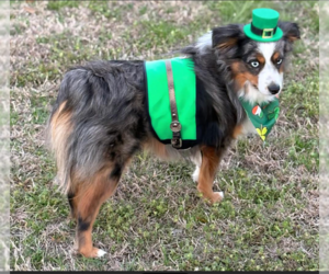 Australian Shepherd-Unknown Mix Dogs for adoption in Cranston, RI, USA