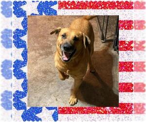 Labrador Retriever-Unknown Mix Dogs for adoption in Venus, TX, USA