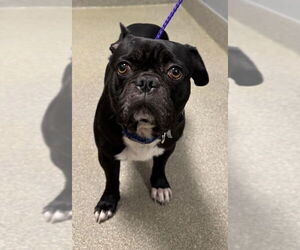 Medium Photo #1 French Bulldog-Unknown Mix Puppy For Sale in Las Vegas, NV, USA