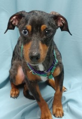 Dachshund Dogs for adoption in Greenville, IL, USA