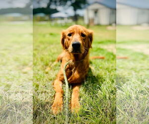 Golden Retriever Dogs for adoption in Pacolet, SC, USA