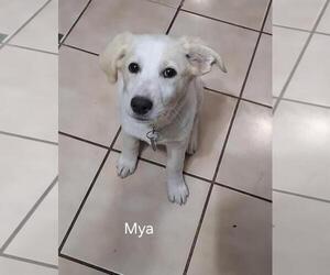 Anatolian Pyrenees Dogs for adoption in Royal Palm Beach, FL, USA