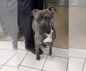 American Pit Bull Terrier Dogs for adoption in Derwood, MD, USA