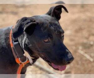Labrador Retriever Dogs for adoption in Santa Fe, NM, USA