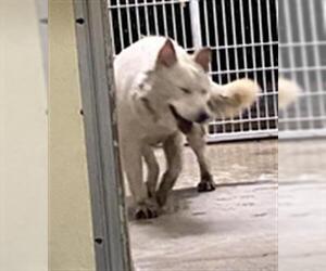 Akita Dogs for adoption in Sanford, FL, USA