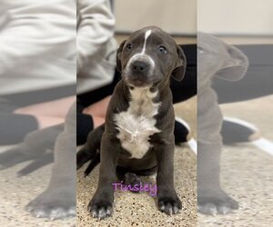 American Pit Bull Terrier-Unknown Mix Dogs for adoption in Mission Viejo, CA, USA