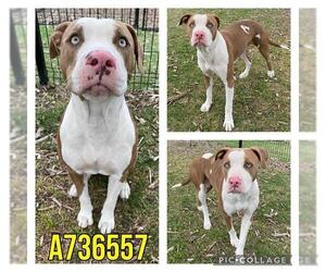 American Staffordshire Terrier-Unknown Mix Dogs for adoption in San Antonio, TX, USA