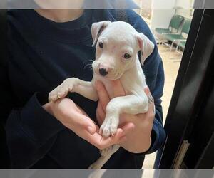 American Bulldog-Unknown Mix Dogs for adoption in Tulsa, OK, USA