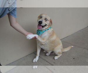 Labrador Retriever-Unknown Mix Dogs for adoption in McKinney, TX, USA
