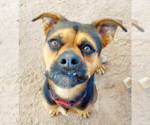 Brottweiler Dogs for adoption in phoenix, AZ, USA