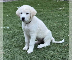 Akbash-Great Pyrenees Mix Dogs for adoption in Denver , CO, USA
