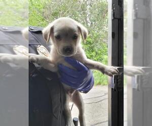 Labrador Retriever-Unknown Mix Dogs for adoption in San Antonio, TX, USA