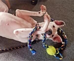 Bullboxer Pit Dogs for adoption in Princeton, MN, USA