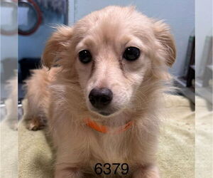 Maltipom Dogs for adoption in Chico, CA, USA