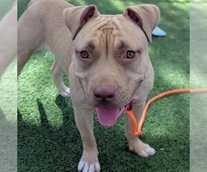 Mutt Dogs for adoption in Las Vegas, NV, USA