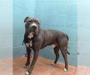 American Pit Bull Terrier Dogs for adoption in Downey, CA, USA