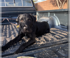 German Wirehaired Pointer-Unknown Mix Dogs for adoption in Chandler, AZ, USA