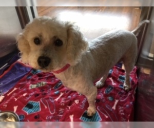 Poodle (Miniature) Dogs for adoption in Grand Prairie, TX, USA