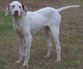 Pointer Dogs for adoption in Longview, TX, USA