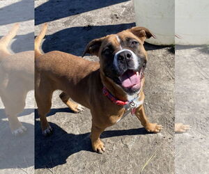 Boxer-Unknown Mix Dogs for adoption in Virginia Beach, VA, USA