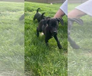 Chiweenie Dogs for adoption in Aurora, IN, USA