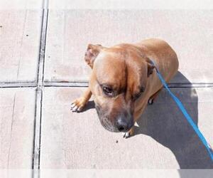 Bulloxer Dogs for adoption in Houston, TX, USA
