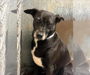 Beagle-Unknown Mix Dogs for adoption in Conroe, TX, USA