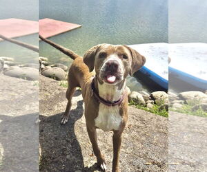 American Pit Bull Terrier-Golden Retriever Mix Dogs for adoption in Techny, IL, USA