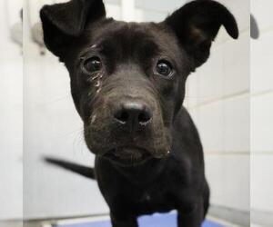 Mutt Dogs for adoption in San Antonio, TX, USA
