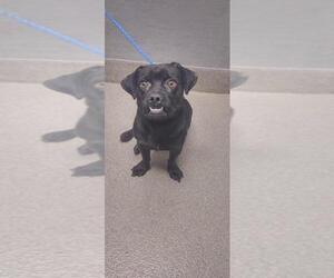 Pug-Unknown Mix Dogs for adoption in Las Vegas, NV, USA