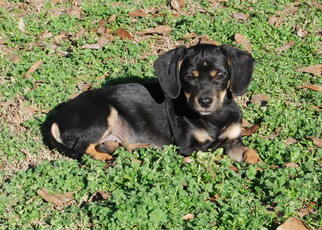 Small Dachshund Mix