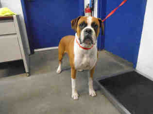 Boxer Dogs for adoption in Fairfield, CA, USA