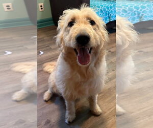Goldendoodle Dogs for adoption in Pacolet, SC, USA