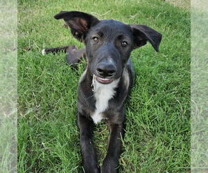 Mutt Dogs for adoption in Vail, AZ, USA