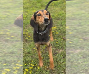 Mutt Dogs for adoption in Virginia Beach, VA, USA