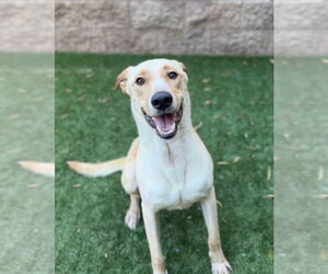 Great Dane-Labrador Retriever Mix Dogs for adoption in San Diego , CA, USA
