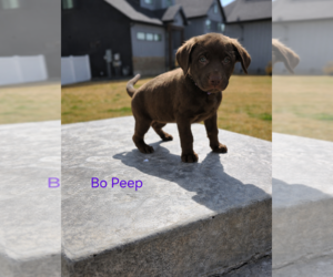 American Pit Bull Terrier-Labrador Retriever Mix Dogs for adoption in MIDWAY, UT, USA