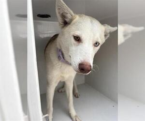 Siberian Husky Dogs for adoption in Houston, TX, USA